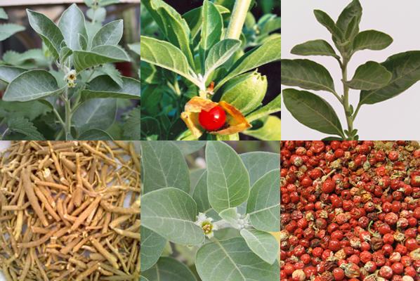 Ashwagandha for Stress