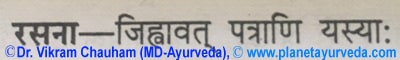 Ancient verse about Rasna (Alpinia Galanga)