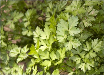 Parsley Petroselinum crispum Herbal Remedy for Menstrual Disorders