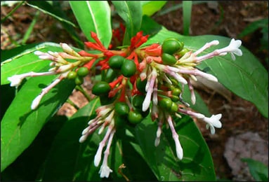 Sarpagandha Rauwolfia serpentina Health Benefits Uses