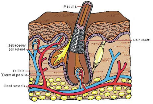 Structure of the Hair Root