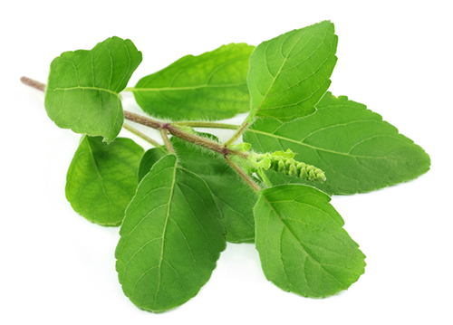 Tulsi for stress