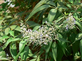 Vitex  negundo, Nirgundi