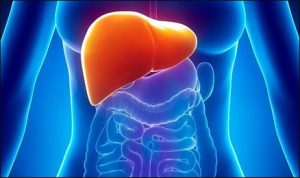 Signs and Symptoms of Liver Disease