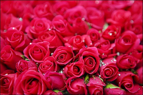 Roses For A Healthy And Blissful Life