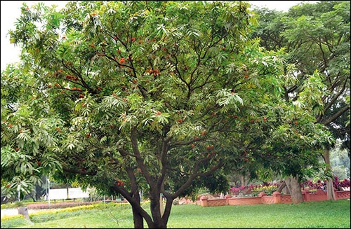 Ashoka, saraca asoca, ashoka tree