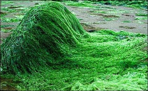 spirulina, arthrospira platensis, algae, superfood