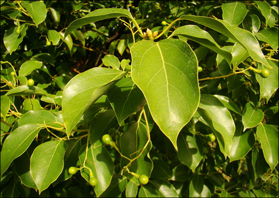 Karpur – Camphor tree and its Medicinal Benefits