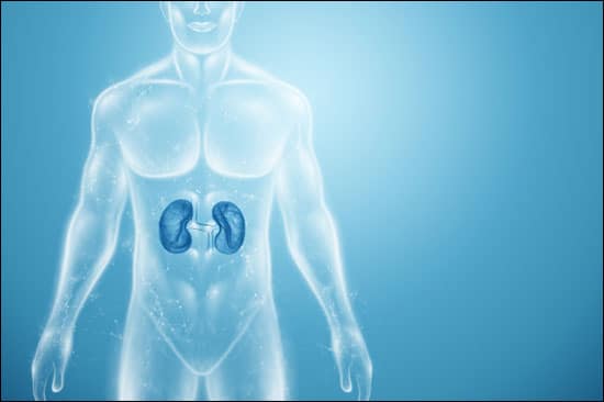 Why 2 Kidneys? Their Functions and Protection Tips