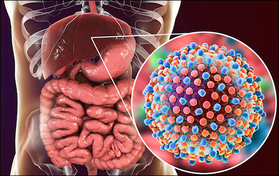 The Role of Immune System in Hepatitis Management