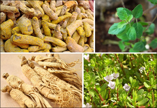 Essential Herbs That Boost Healthy Body Functions