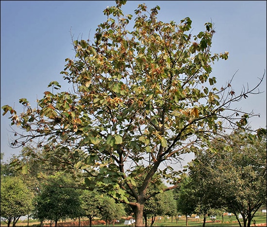 Muchkund / Bayur Tree / Pterospermum Acerifolium