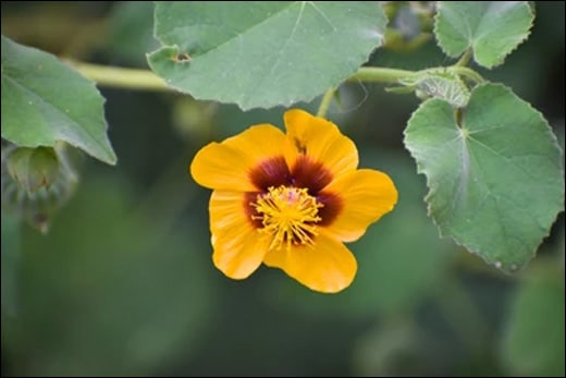 Atibala / Country mallow / Abutilon Indicum