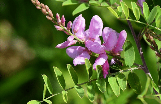 Neelini / Indigo / Indigofera Tinctoria