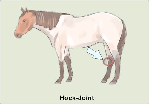 Equine Ayurveda Therapeutics, Ayurveda For Horses,  Ayurveda and Equine Health, Hock Joint, Ayurvedic Aspect Of Degenerative Joint In Horses, Ayurvedic Treatment Of Equine Joint Diseases, Herbal Remedies For Diseases Of Horses, Herbal Remedies for Hock Joint, Herbs For Equine Joint Diseases, Equine Joint Diseases, Degenerative Joint In Horses