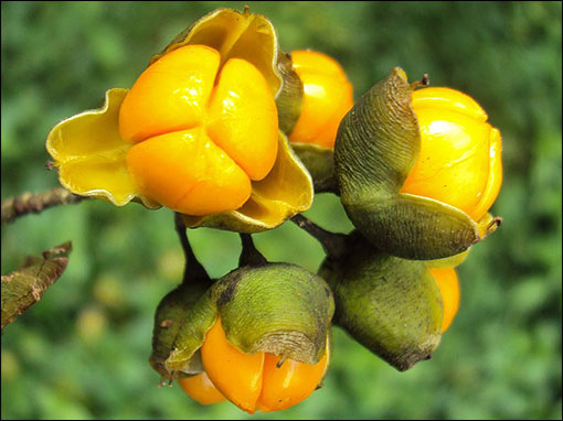 Celastrus paniculatus, Jyotishmati 