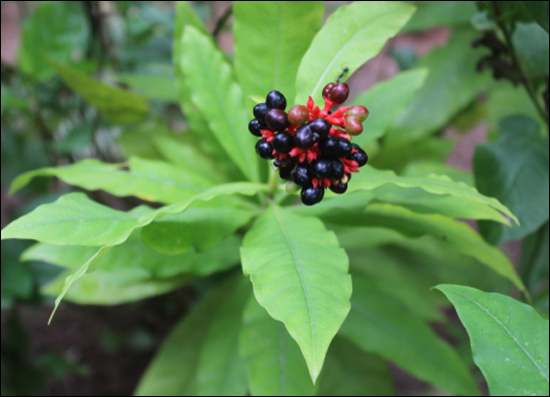 Sarpagandha (Rauwolfia serpentina)