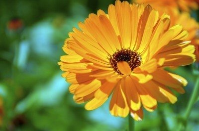 Health Benefits of Calendula Officinalis