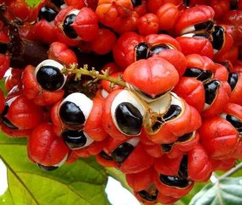 Guarana - Paullinia