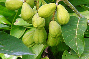 Health Benefits and Uses of Haritaki