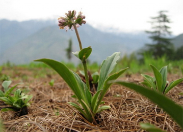 Jatamansi (Nordostachys Jatamansi)