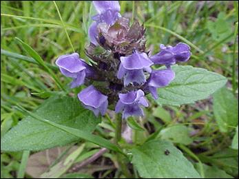 Prunella Vulgaris