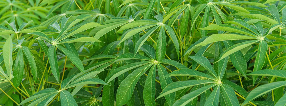 Cassava Leaves