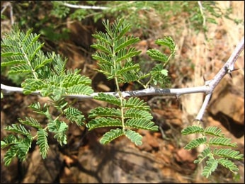 Health Benefits of Babul (Acacia senegal)