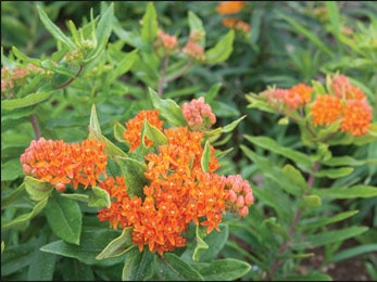 Health Benefits of Pleurisy Root (Asclepias tuberosa)