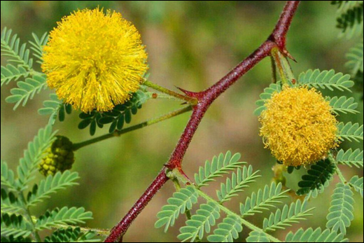 Babbul / Indian Gum Tree / Acacia arabica