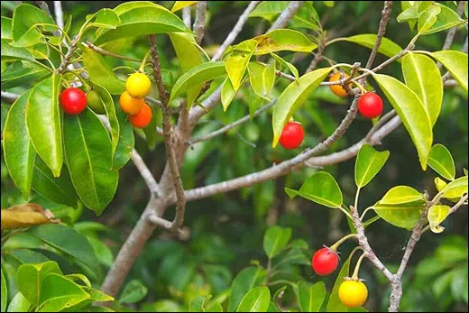 Bakula, Spanish Cherry, Mimusops elengi, Classification, Ayurvedic Properties, Dosage, Vernacular Names, Taxonomical Classification, Habitat, Chemical Composition, Ancient Verse