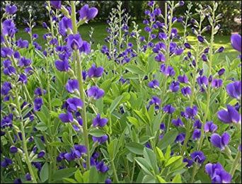 Health Benefits of Wild Indigo (Baptisia Australis)