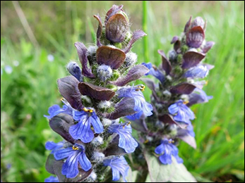 Bugleweed