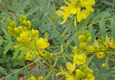 Swarna Patri (Cassia Angustifolia)