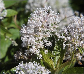 Red Root (Ceanothus Americanus)