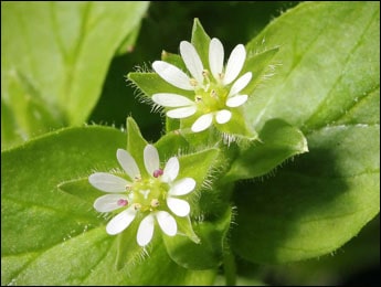 Health Benefits of Chickweed