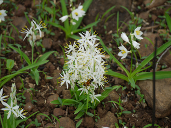 Chlorphytum borivillianum (Safed Musli)