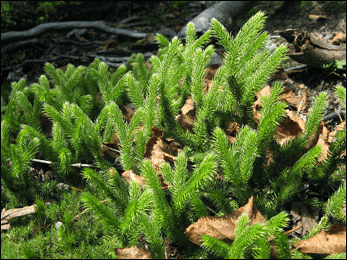 Club moss lycopodiopsida