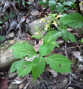 Health Benefits of Stone-Root (Collinsonia Canadensis)