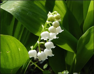 Health Benefits Lily of the valley (Convallaria majalis)