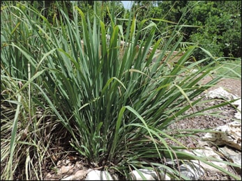 Health Benefits of Lemongrass (Cymbopogon citratus)