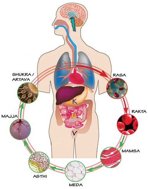 sapta dhatus, seven tissues