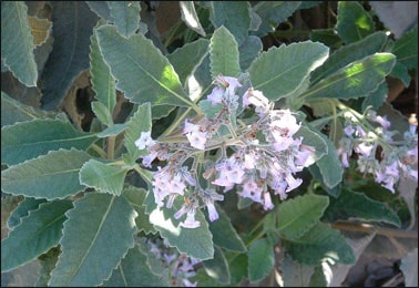 Yerba Santa (Eriodictyon Californicum)