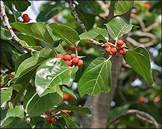 Health Benefits Banyan Tree (Ficus Benghalensis)