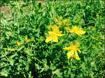 Health Benefits of Perforate St John's-wort (Hypericum perforatum)