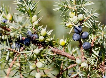 Health Benefits of Juniper Berry (Juniperus communis)