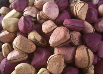 Kola Nut (Cola acuminate)