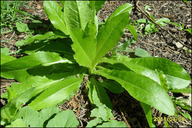 Wild Lettuce (Lactuca virosa)