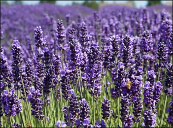 Health Benefits of Lavender Flowers (Lavandula multifida)