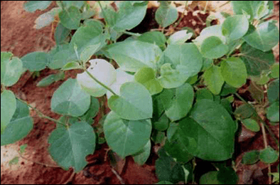 Health Benefits of Jivanti (Leptadenia reticulata)